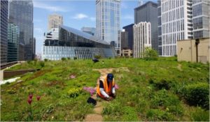 Chicago Green Roof