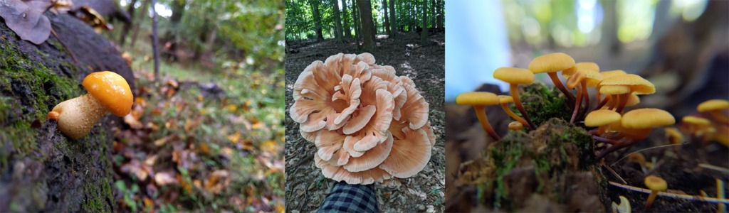 Mushrooms in the woods